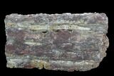 Devonian Petrified Wood (Callixylon) Section - Oldest True Wood #91781-1